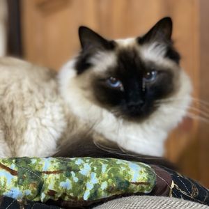 Meet your Posher, Annette